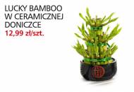 Lucky Bamboo w doniczce