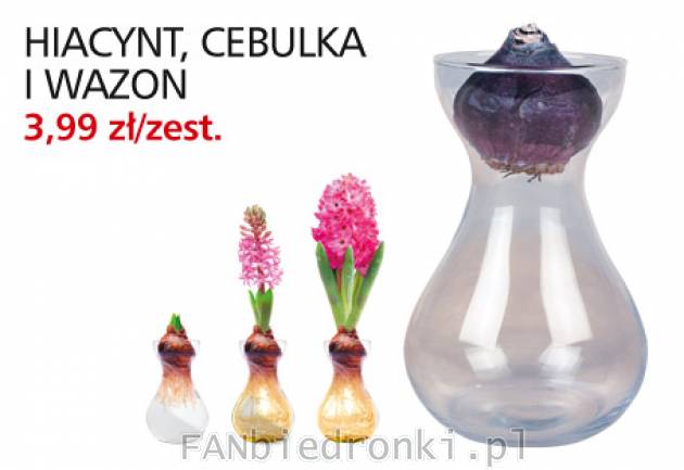 Hiacynt, cebulka i wazon, Cena: 3,99 zł/zest.