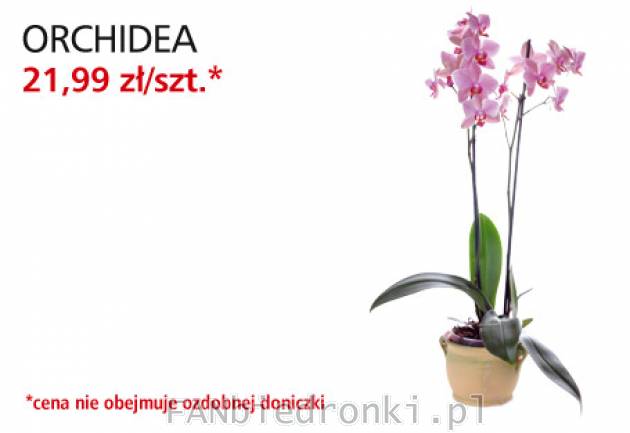 Kwiat Orchidea, Cena: 21,99 zł/szt.