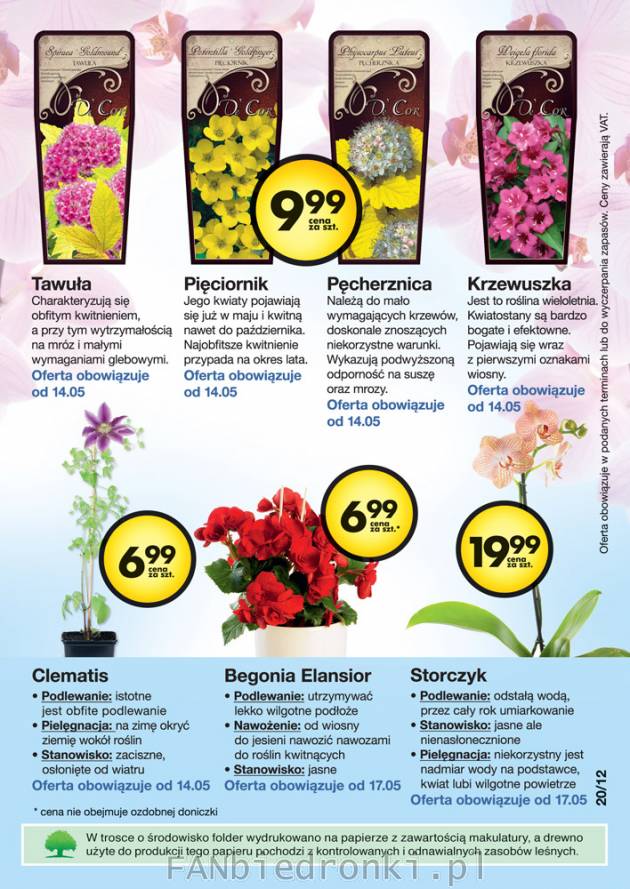 Kwiaty: Tawuła, Pięciornik, Pęcherznica, Krzewuszka, Storczyk, Begonia Elansior, ...