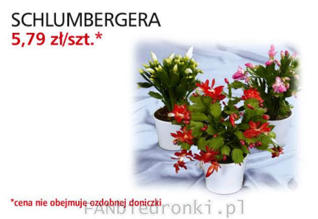Kwiat Schlumbergera, Cena: 5,79 zł/szt.